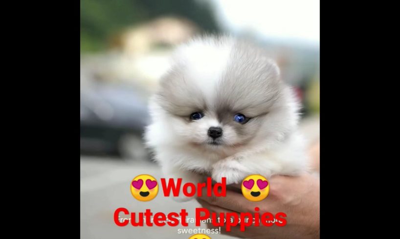 World Cutest Puppies #dogs #shorts #short