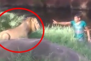 World's Most DUMBEST Moments When Animals Attack