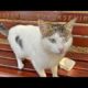 Woww !! Adorable Street Cat Just Want To Eat Something (Animal Rescue 2023)
