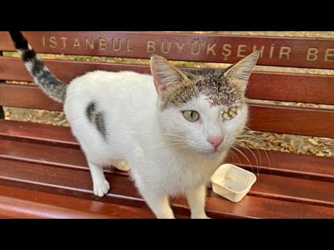 Woww !! Adorable Street Cat Just Want To Eat Something (Animal Rescue 2023)