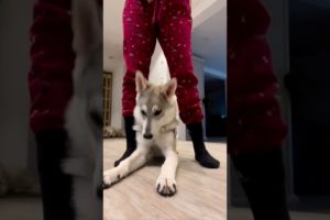 You are my heart Dog and Her Owner Playing #shorts #dog #funny