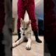 You are my heart Dog and Her Owner Playing #shorts #dog #funny