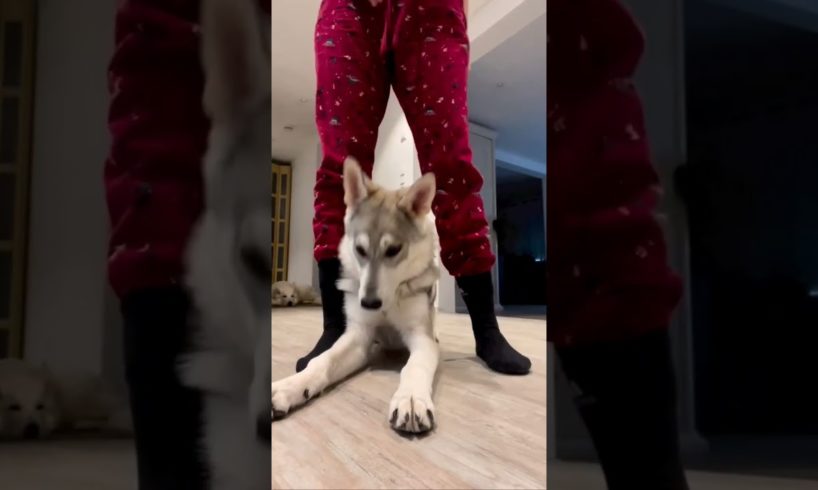 You are my heart Dog and Her Owner Playing #shorts #dog #funny