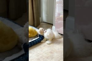 You're my cutie pie! Cutest puppies! 😄 #shorts #viral #dogs #cute #puppy