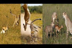 african animals video |animal videos | animal fights | ver animal planet en español latino |