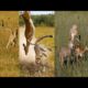 african animals video |animal videos | animal fights | ver animal planet en español latino |