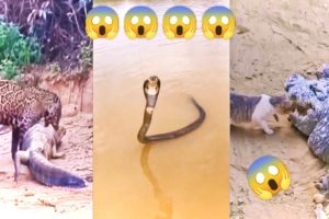 angry animal video leopard attack on crocodile, fish, snake,cat,