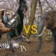 animal fights | Attack animal fights #viralshorts #viral