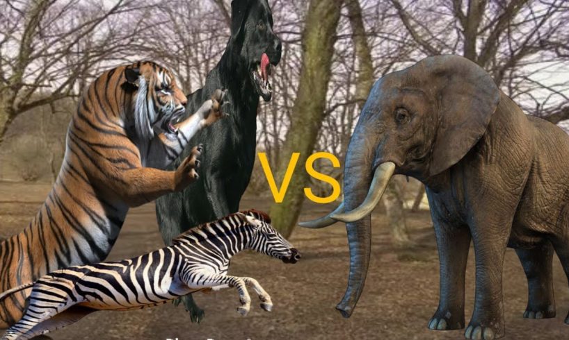 animal fights | Attack animal fights #viralshorts #viral