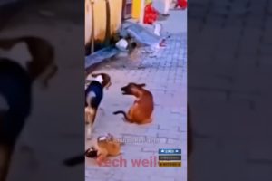 animals fighting videos in Hindi |  #youtubeshorts #factsinhindi #fight