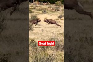 big horn sheep's fight #goat #shorts