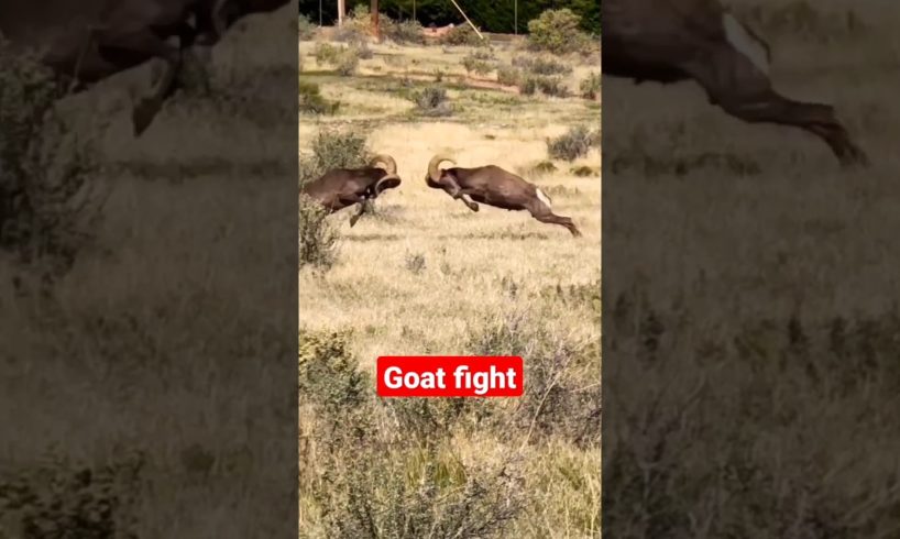 big horn sheep's fight #goat #shorts