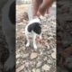 cute dog 🐕 Enjoying 😊❣️ | cute pets playing | cute Puppies shorts 😍 #shorts #short #shortvideo