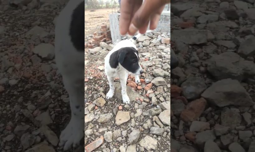 cute dog 🐕 Enjoying 😊❣️ | cute pets playing | cute Puppies shorts 😍 #shorts #short #shortvideo
