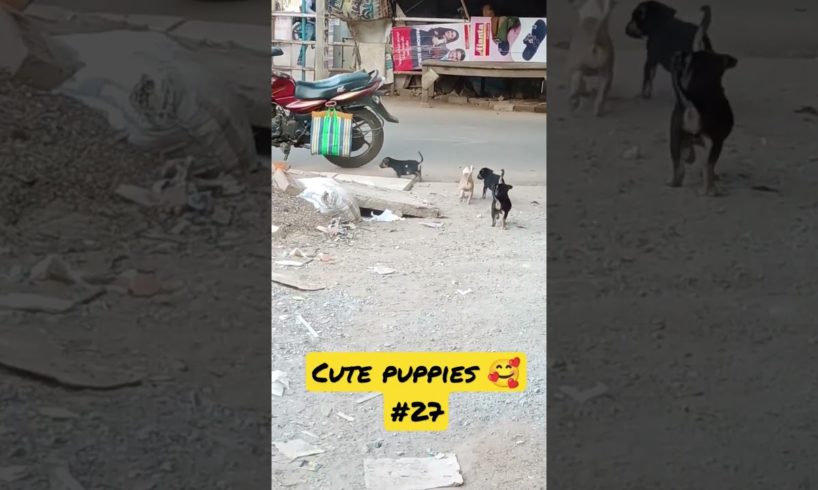 cute puppies 🥰 🤩 / dog / dogs video/dog playing 🐕#viral #shorts