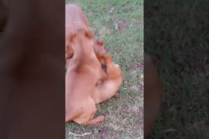 cute puppies play fighting🥰🥰🥰#cutepuppy#puppy#shorts