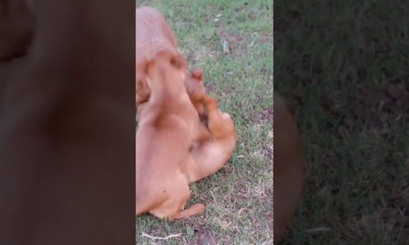 cute puppies play fighting🥰🥰🥰#cutepuppy#puppy#shorts