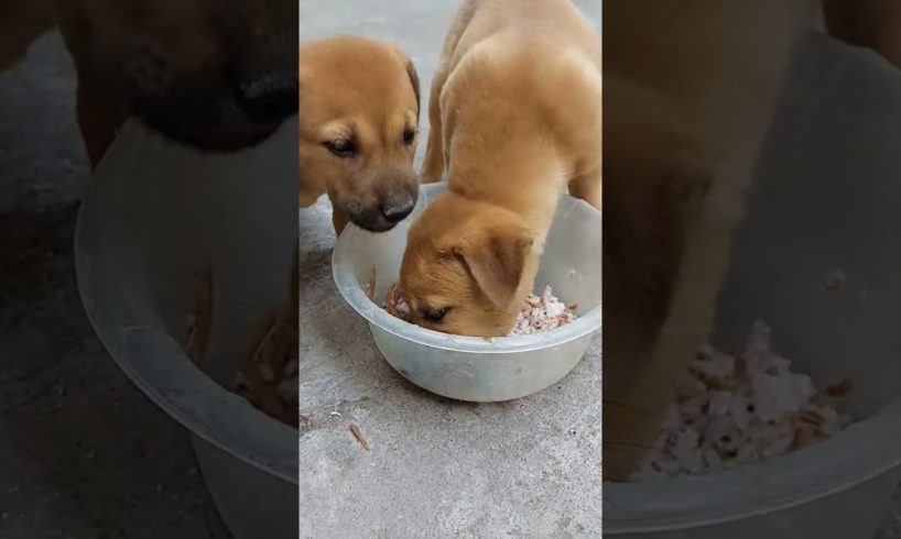 cutest puppies eating food together #shorts