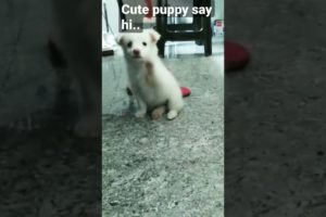 cutest puppies of all time..cute puppy say hi #youtube #shorts #funny viral video!!