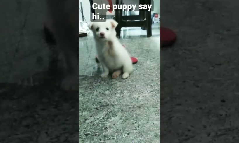 cutest puppies of all time..cute puppy say hi #youtube #shorts #funny viral video!!