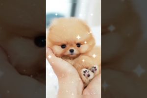 cutest puppy
