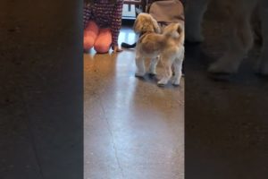 cutest puppy at Starbucks #puppy  #puppies  #starbucks  #coffee  #delicious