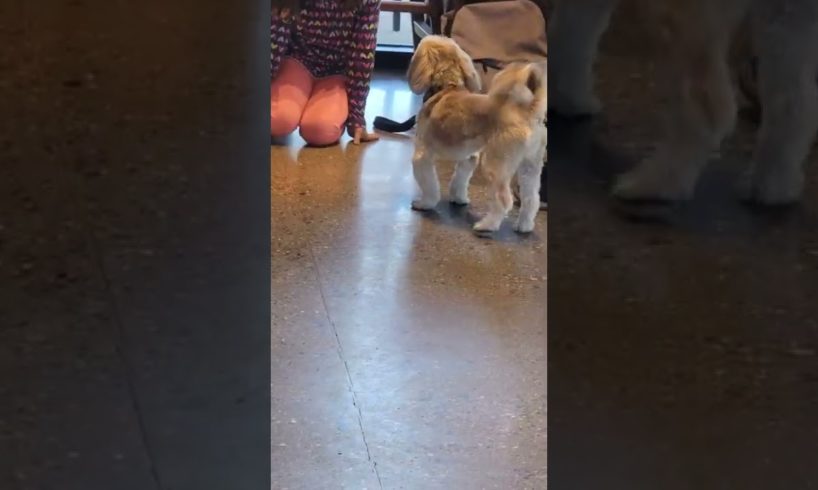 cutest puppy at Starbucks #puppy  #puppies  #starbucks  #coffee  #delicious