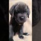 cutest puppy ever. #canecorso #dog #dogsofyoutube #viral #puppies #viralshort #ytshorts #puppy #fyp