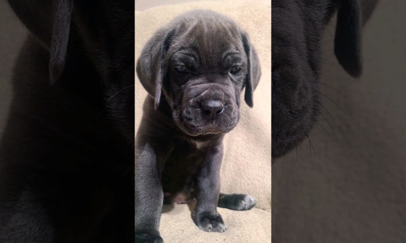 cutest puppy ever. #canecorso #dog #dogsofyoutube #viral #puppies #viralshort #ytshorts #puppy #fyp