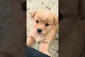 dog playing #puppy #animals #dog #animallover #vlog #pets #doglover