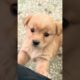 dog playing #puppy #animals #dog #animallover #vlog #pets #doglover