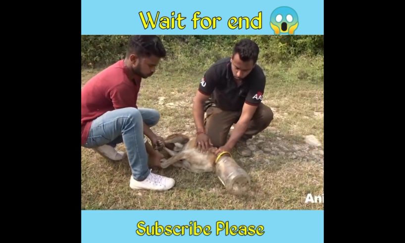 dog rescue video // 😭 #shorts #short #youtubeshorts