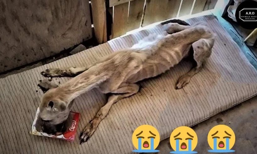 dog rescue videos - dog rescue videos transformation- rescue animal video 2023