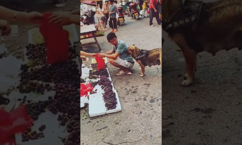 dog respect 🥺 #talented #dog #shorts