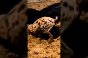 donkey🐴 vs hyena 😱 fight #shorts #ytshorts #wildlife #animals