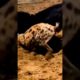 donkey🐴 vs hyena 😱 fight #shorts #ytshorts #wildlife #animals