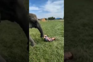 elephant playing with kid#pets #animals