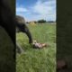 elephant playing with kid#pets #animals