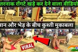 fight between man 👴 and sheep.🐏 || man and animal fights video must watch viral video 2023