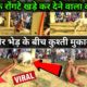 fight between man 👴 and sheep.🐏 || man and animal fights video must watch viral video 2023