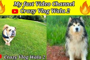 funny animals video🔥 //cute goats@🔥#cute puppy videos#cute puppies funny videos🔥/cuteandfunny#shorts