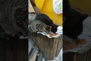 hungry homeless cats want eat. Rescue animals