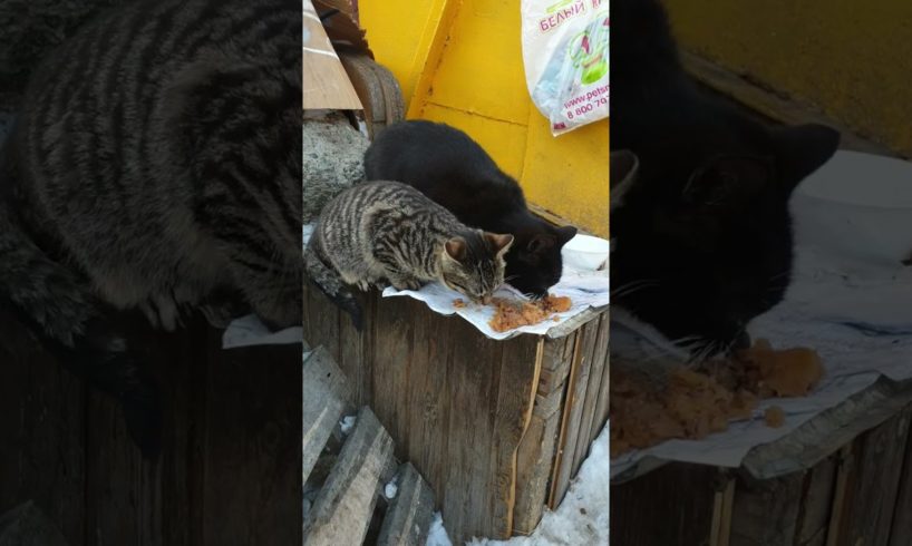 hungry homeless cats want eat. Rescue animals