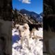 lovely dogs playing in snow#shorts #animals #wildlife #snow #nature