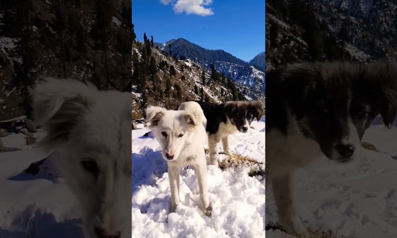 lovely dogs playing in snow#shorts #animals #wildlife #snow #nature