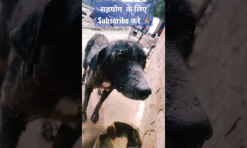 mai to nhi hu #insano me 😔 || #pet #petlover #helpthenature #shorts #viral #trendingshorts