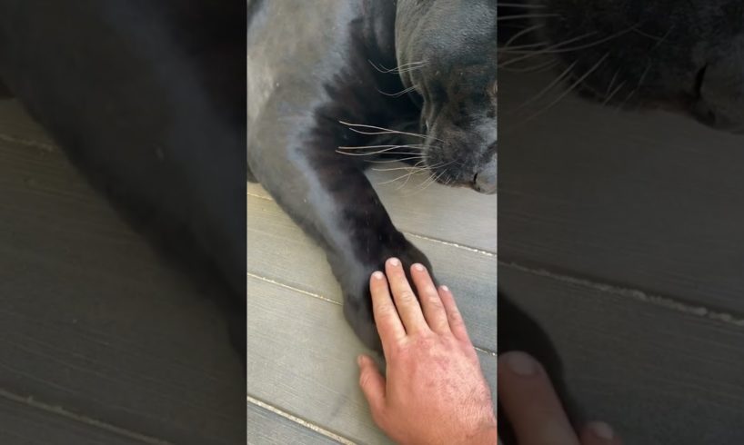 playing with black panther pets #animals #blackpanther #cat