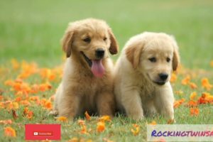 puppies crying / puppies / puppies playing / puppy videos / cute puppies / squeaky toy dog toy / Dog