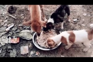 puppy#❤❤#animals #short #youtube  #dog lovers #dog #shorts #help #viral #shortvideo #like #subscribe