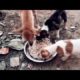 puppy#❤❤#animals #short #youtube  #dog lovers #dog #shorts #help #viral #shortvideo #like #subscribe